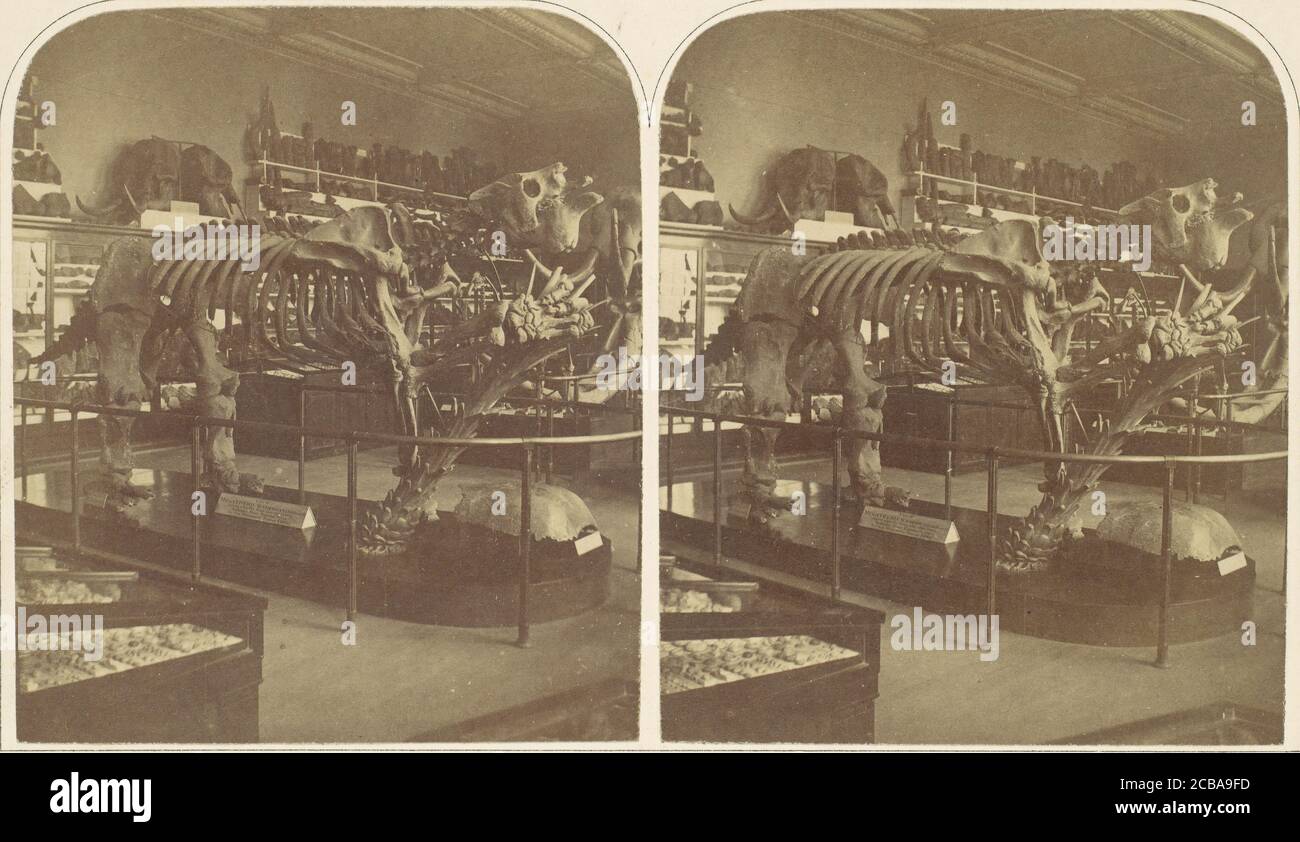 The Megatherium, British Museum, 1850er Jahre. Stockfoto