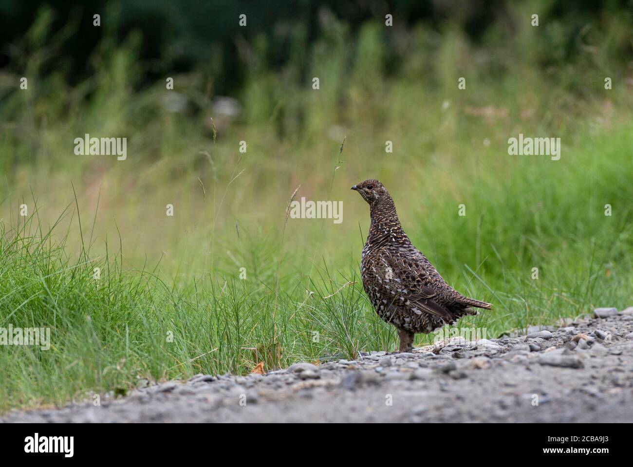 Fichtenhuhn (Dendragapus canadiensis, Falcipennis canadensis), Weibchen an einer Straße, USA, Alaska, Kenai-Halbinsel Stockfoto