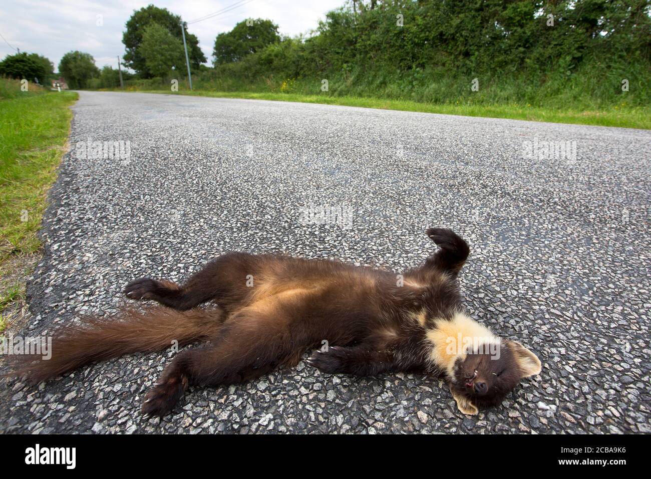 Europäischer Kiefernmarder (Martes martes), tötete Kiefernmarder an der Straßenseite, Belgien Stockfoto