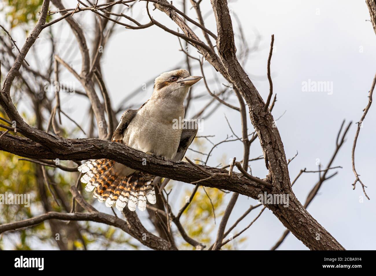 Ein lachender Kookaburra, der in einem Baum sitzt Stockfoto