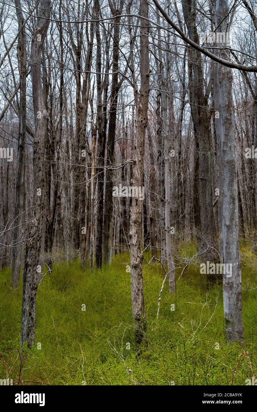 NEWTOWN TURNPIKE REDDING CONNECTICUT 06896 USA Stockfoto