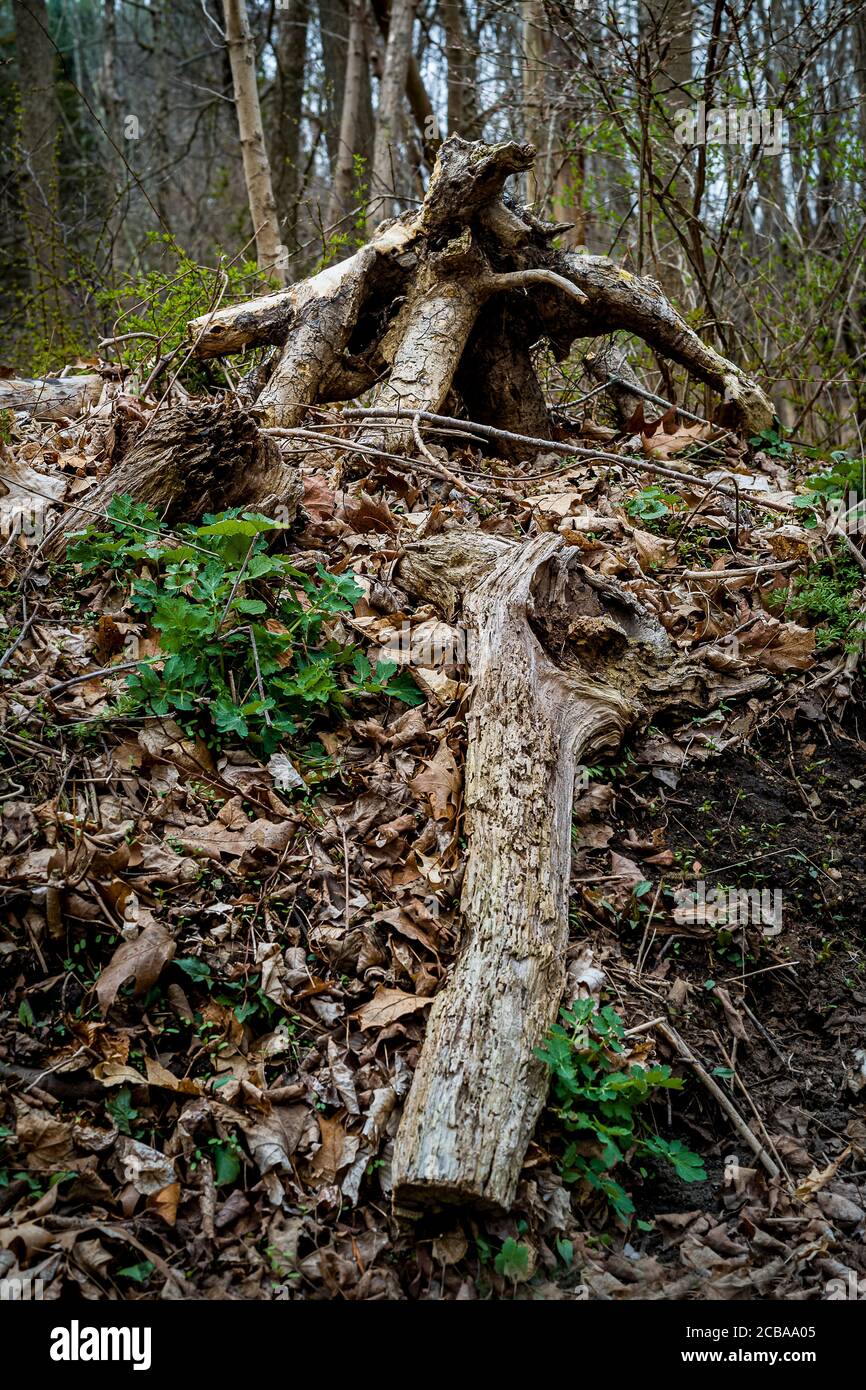 ÜBERQUEREN SIE DEN HIGHWAY REDDING CONNECTICUT 06896 USA Stockfoto