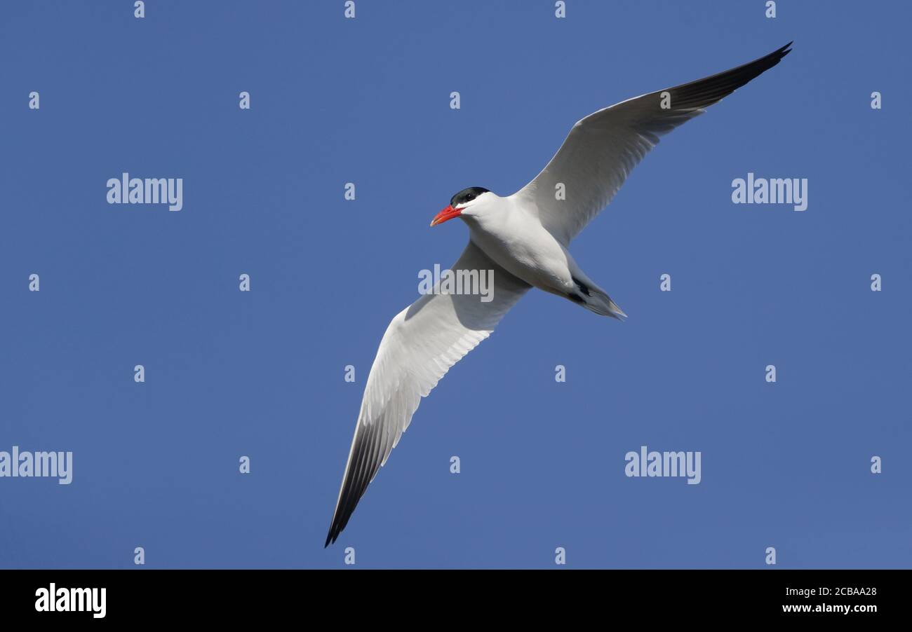 Kaspische Möwe (Larus cachinnans, Larus cachinnans cachinnans), Erwachsene im Flug, Dänemark Stockfoto