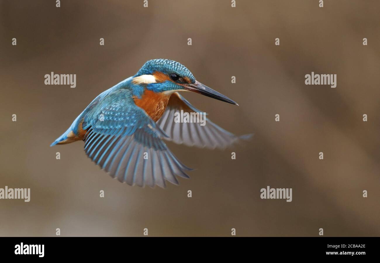 Flusseisvogel (Alcedo atthis), schwebt über einem Bach, versucht, einen Fisch zu fangen, Dänemark Stockfoto