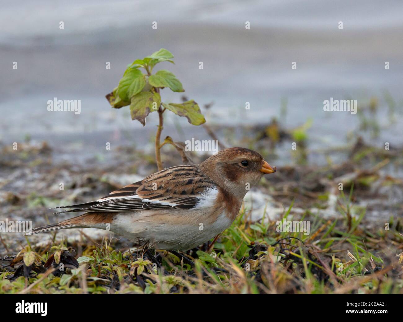 Isländische Schneehammer (Plectrophenax nivalis insulae, Plectrophenax insulae), erste Winterfrau Schneehammer mit typisch dunklem Gefieder, Niederlande, Deventer, Stockfoto