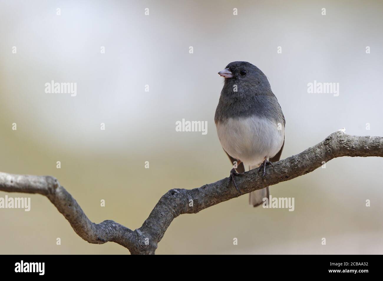 Dunkeläugiger junco (Junco hyemalis, Junco hyemalis hyemalis), männlich auf einem Zweig sitzend, USA, New Jersey, Mahwah Stockfoto