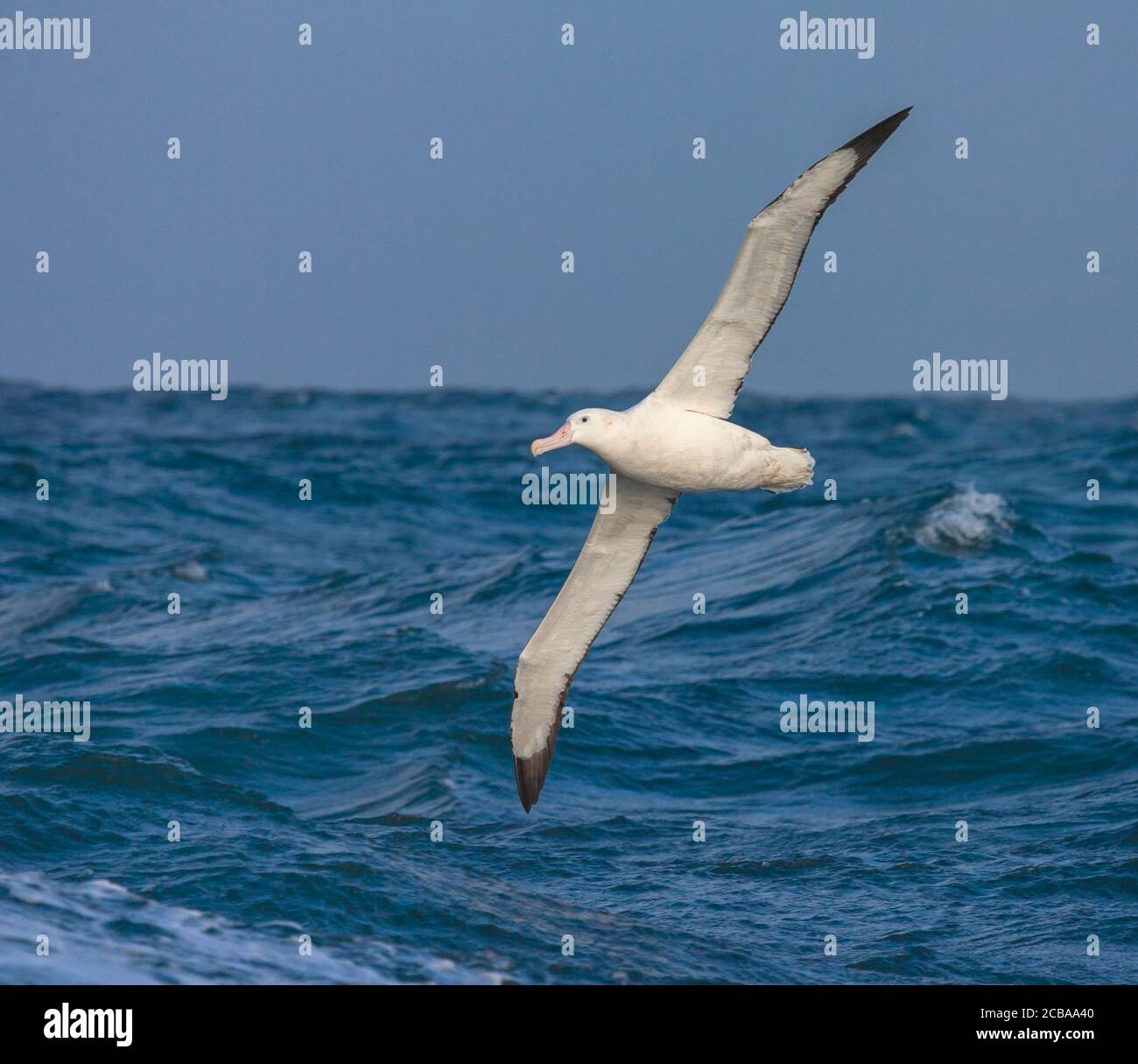 Wandering Albatros, Snowy Albatross (Diomedea exulans), Erwachsene fliegen tief über den ozeanischen Wellen, Suedgeorgien Stockfoto