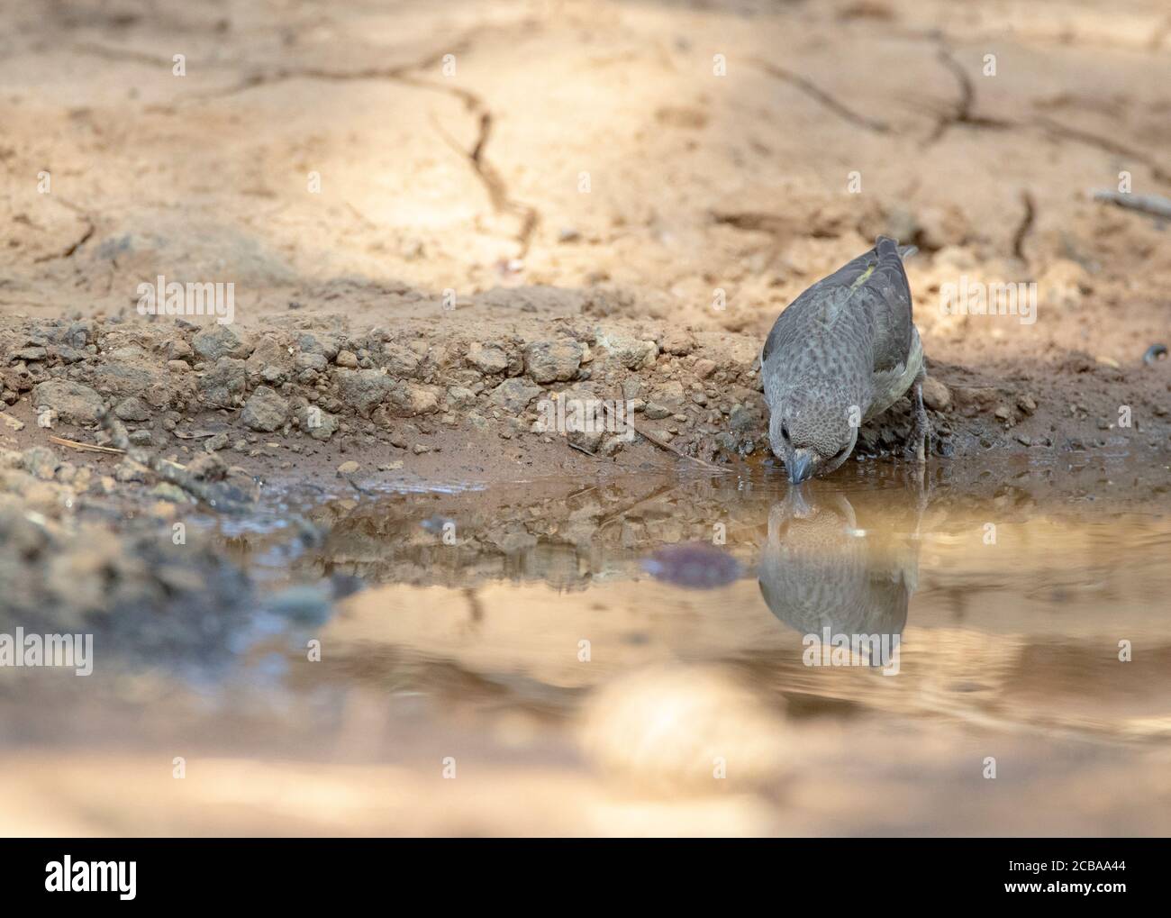 Zypern roten Kreuzschnabel (Loxia curvirostra guillemardi, Loxia guillemardi), weiblich trinken aus einer Pfütze in einem Wald, Vorderansicht, Zypern, Trodos Berg Stockfoto