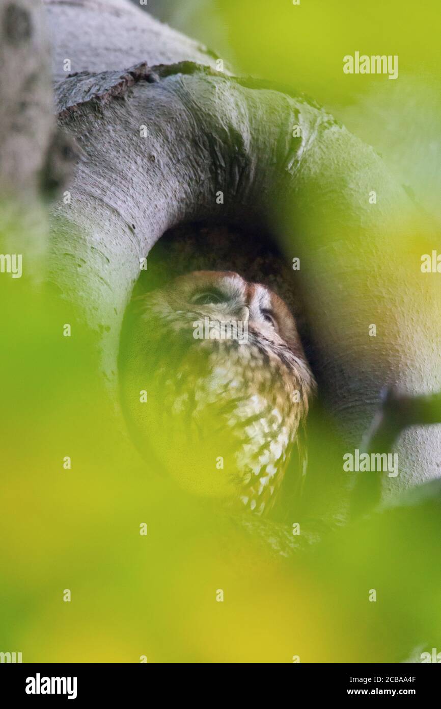 Eurasische Waldkauz (Strix aluco), am Tag in einem Loch in einem alten Baum brütend, Vorderansicht, Niederlande Stockfoto