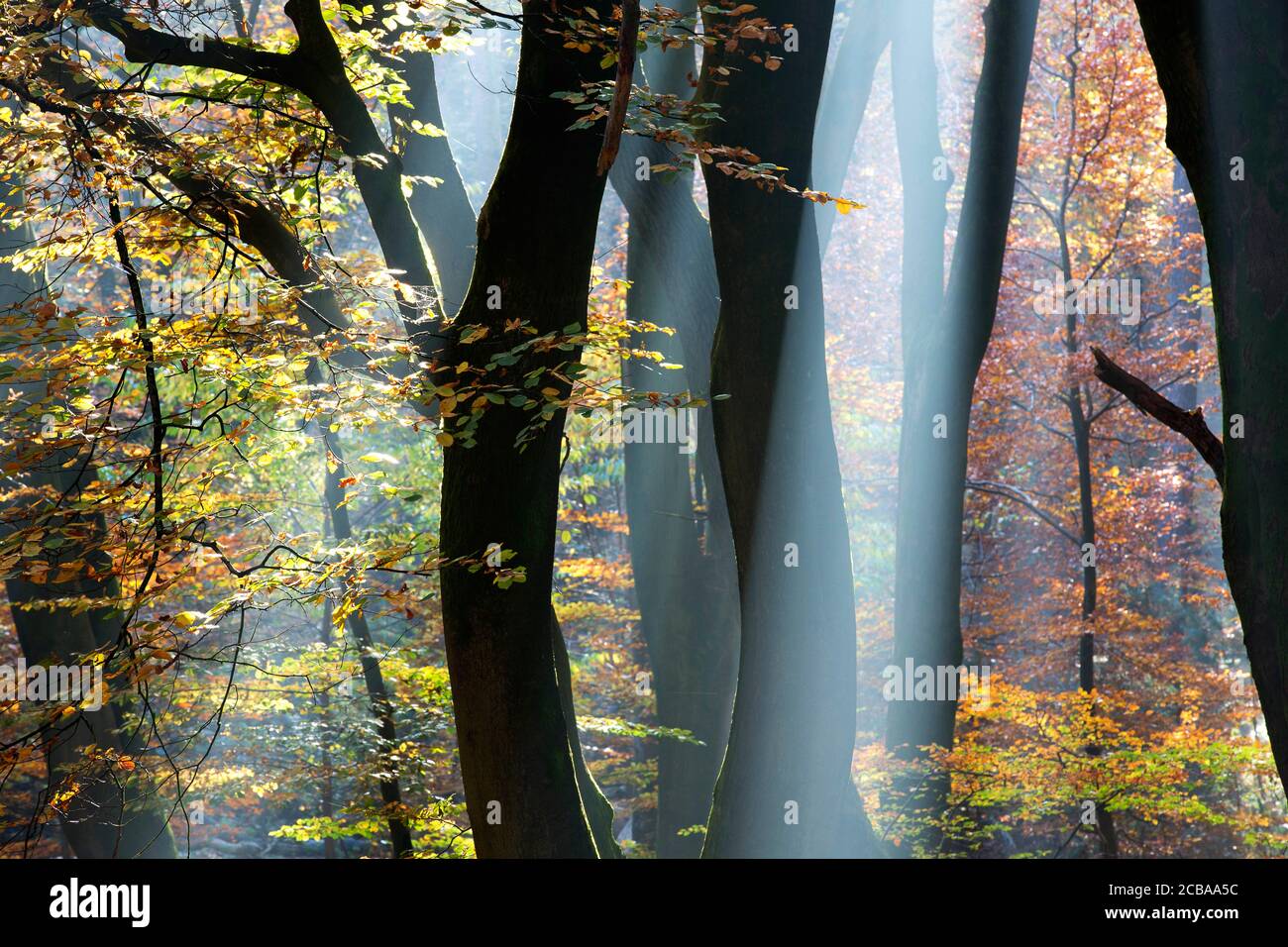 Buche (Fagus sylvatica), Waldgebiet Speulderbos im Herbst, Niederlande Stockfoto