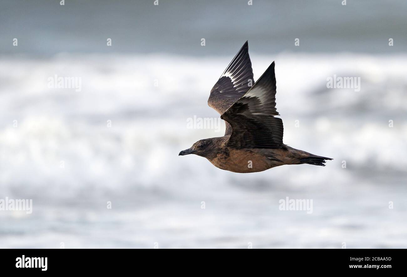 Große skua (Stercorarius skua, Catharacta skua), Erstwinter, der tief über den Strand fliegt, mit beiden Flügeln angehoben, Schweden, Halland Stockfoto