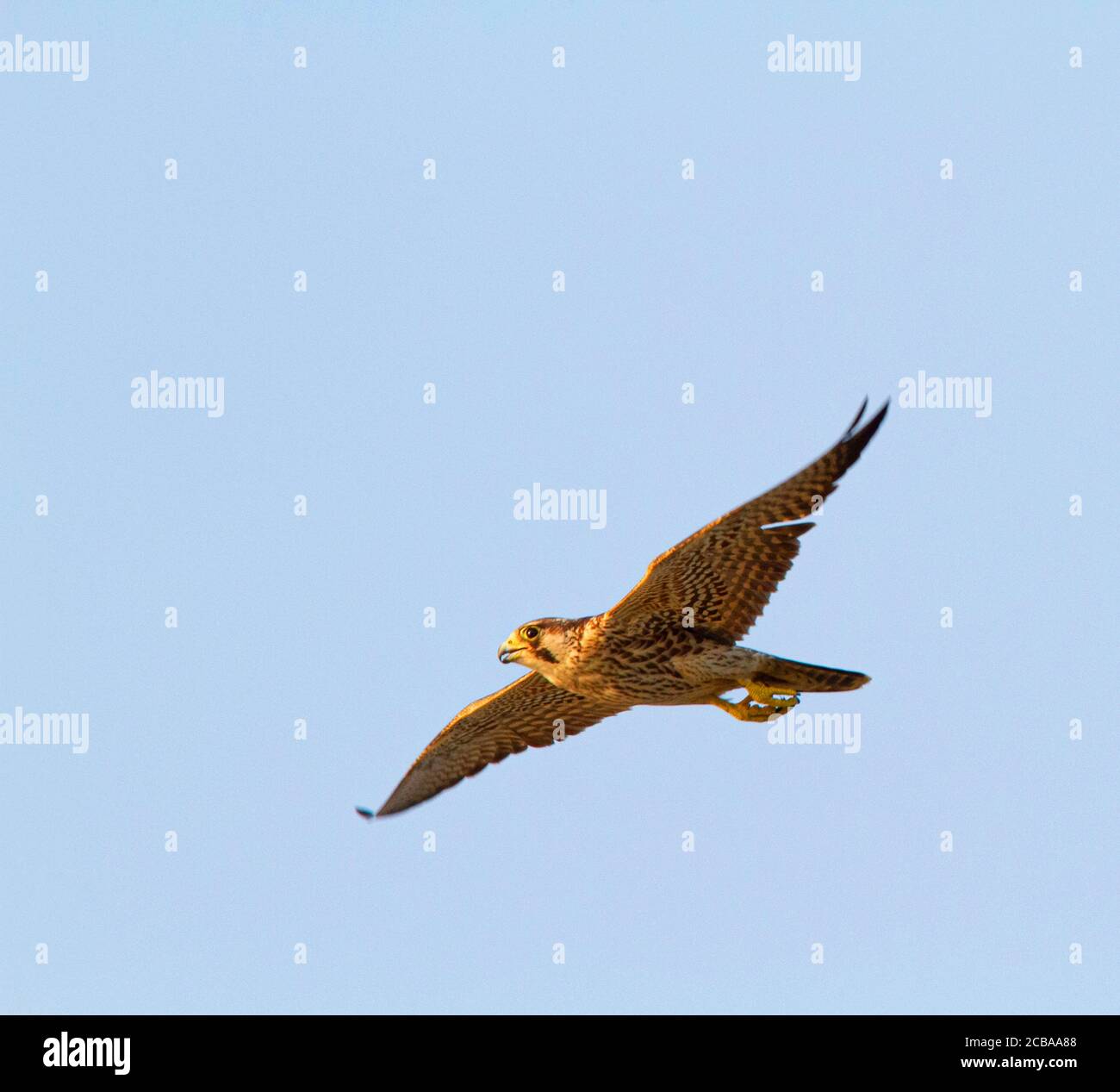 Sibirischer Wanderfalke (Falco peregrinus calidus, Falco calidus), erster Winter Wanderfalke auf der Jagd nach Landvögeln, mit Unterflügeln., Thailand, Leam Phak Bia Stockfoto