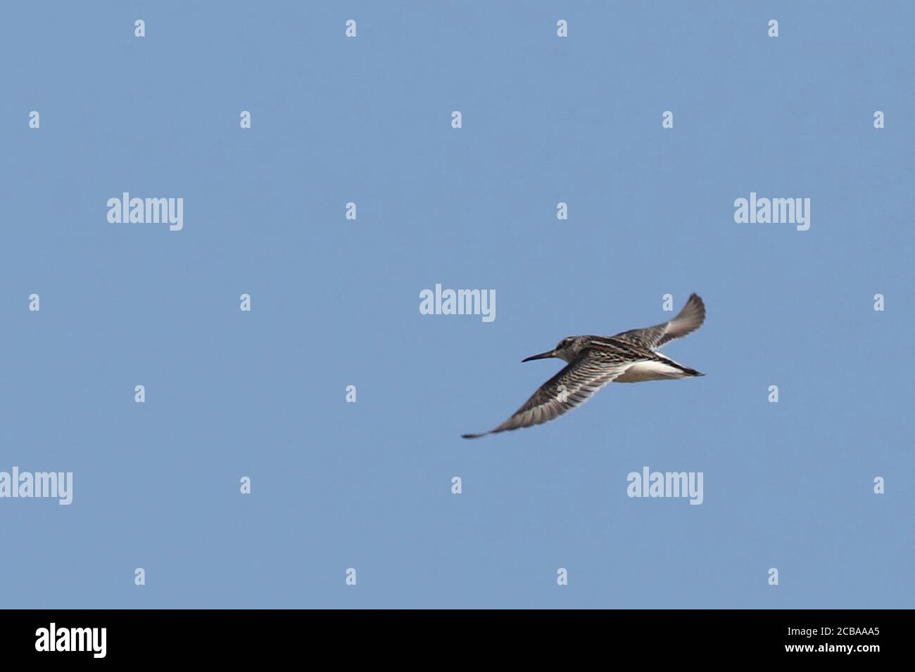 Breitschnabelläufer (Calidris falcinellus, Limicola falcinellus), Erstwinter im Flug, Dänemark Stockfoto