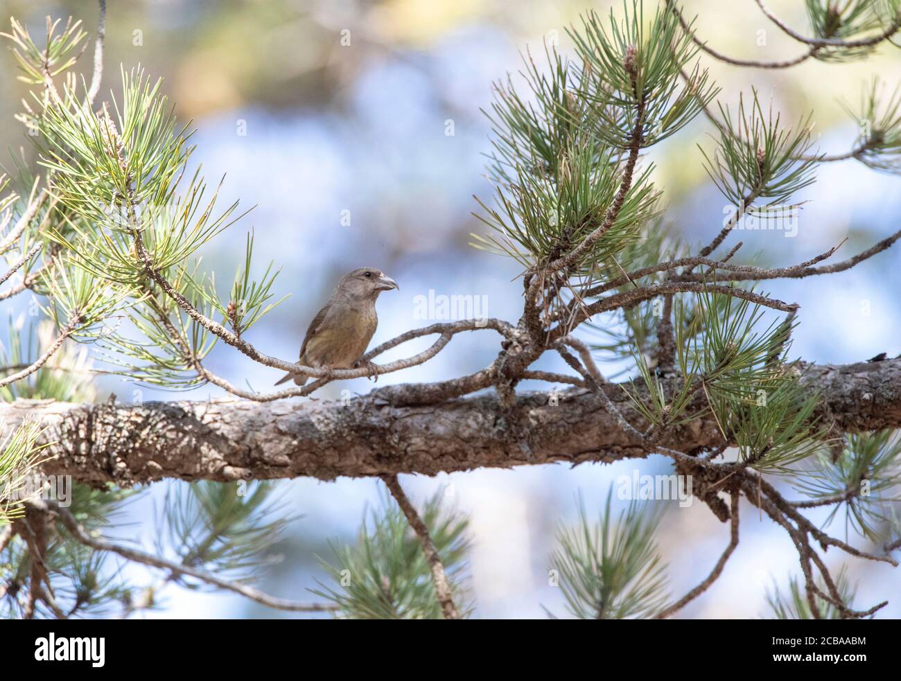 Zypern roten Kreuzschnabel (Loxia curvirostra guillemardi, Loxia guillemardi), Barching auf einem Kiefernzweig, Zypern, Trodos Mountain Stockfoto