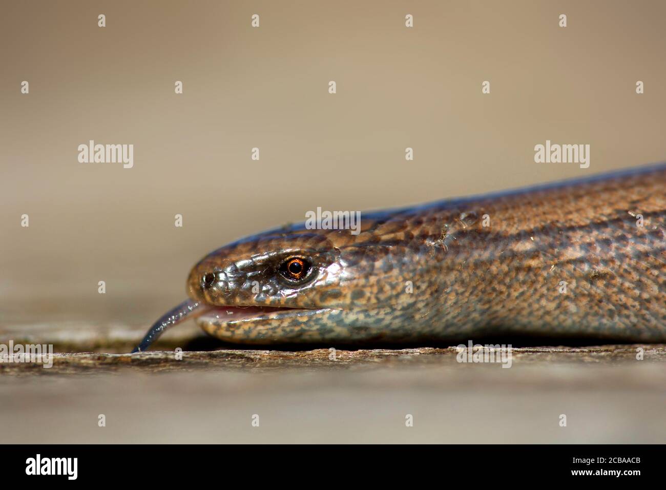 Europäischer langsamer Wurm, Augenwurm, langsamer Wurm (Anguis fragilis), Flicken, Portrait, Belgien Stockfoto