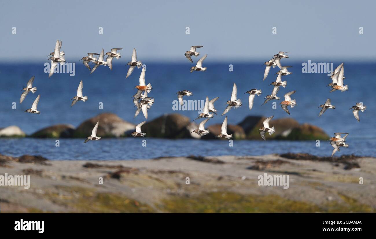 Schneckenläufer (Calidris ferruginea), erwachsen mit Dunlins, die entlang der Küste fliegen, Dänemark Stockfoto