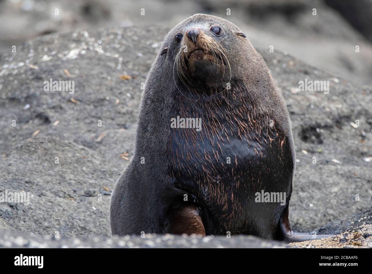 Neuseeländische Seehundrobbe (Arctocephalus forsteri), ausgewachsener Rüde, der am Ufer ruht, Neuseeland, Chatham-Inseln Stockfoto