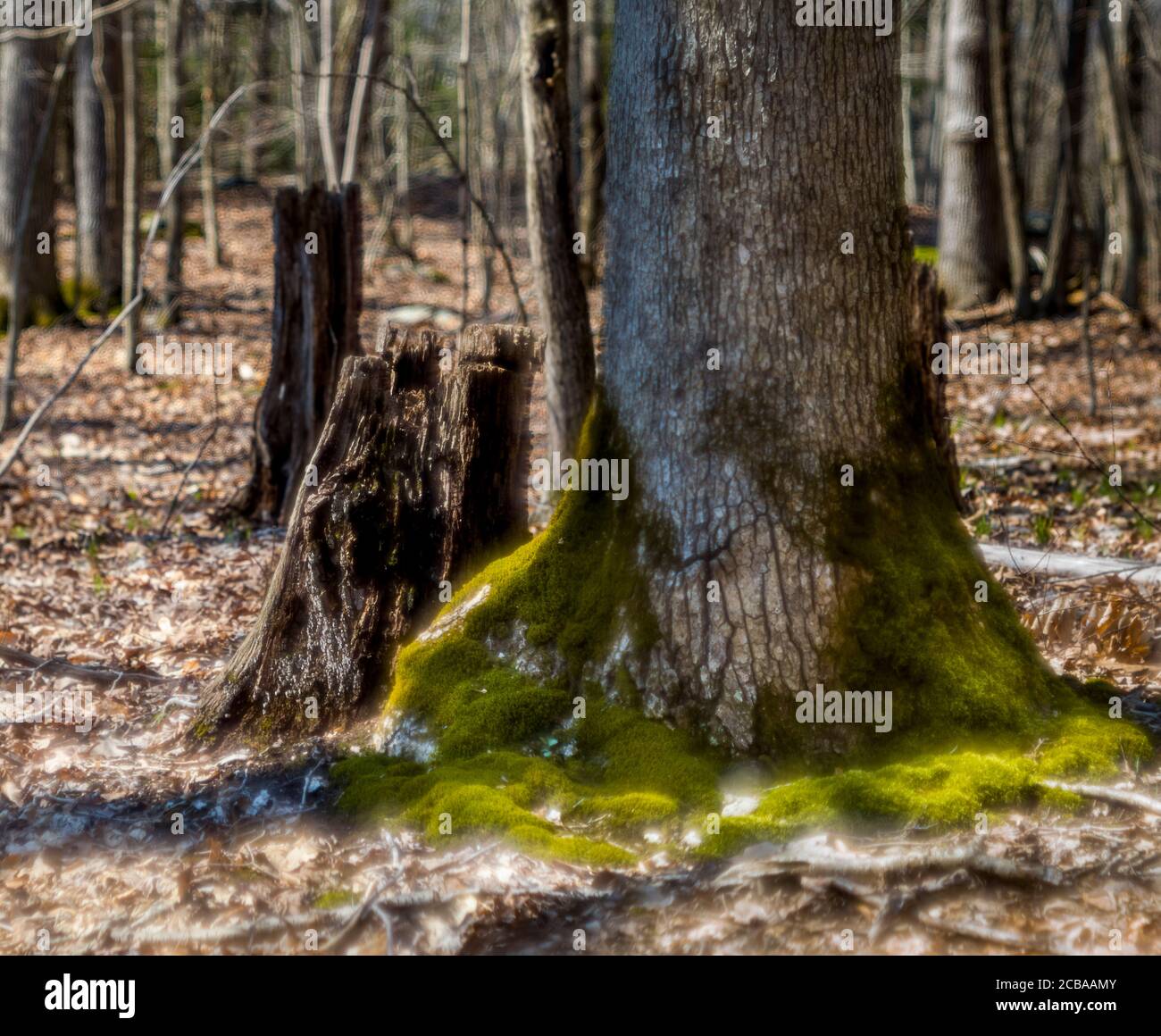 ASPETUCK TALWEG REDDING CONNECTICUT 06896 USA Stockfoto