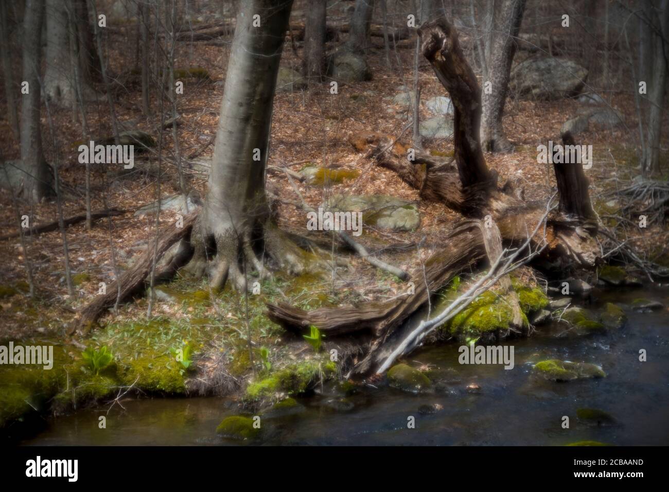 ASPETUCK TALWEG REDDING CONNECTICUT 06896 USA Stockfoto