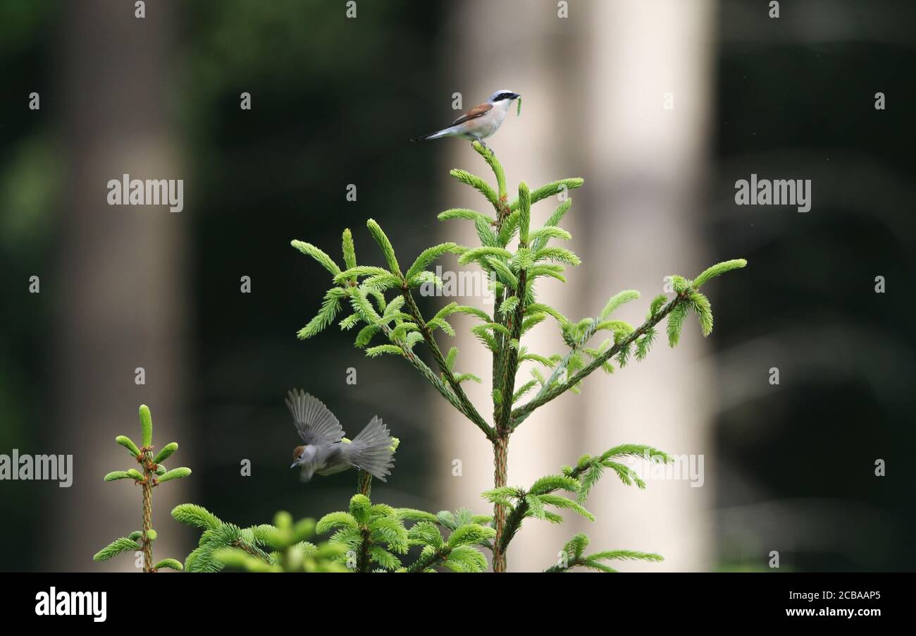 Rotrückenwürger (Lanius collurio), Männchen mit Beute im Schnabel auf einer Fichte, Weibchen aus einem Ast, Dänemark Stockfoto