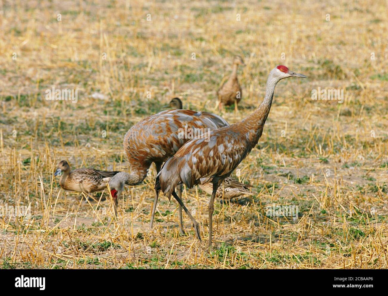 sandhill Kran (Grus canadensis canadensis, Antigone canadensis canadensis), ruhend im Inneren Alaska, USA, Alaska Stockfoto