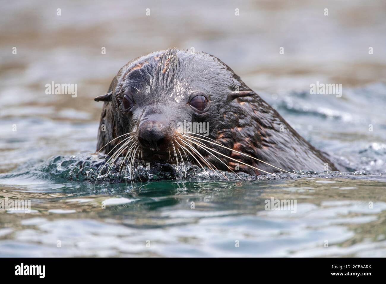 Neuseeländischer Seehund (Arctocephalus forsteri), Schwimmen entlang der Küste, Neuseeland, Chatham-Inseln Stockfoto