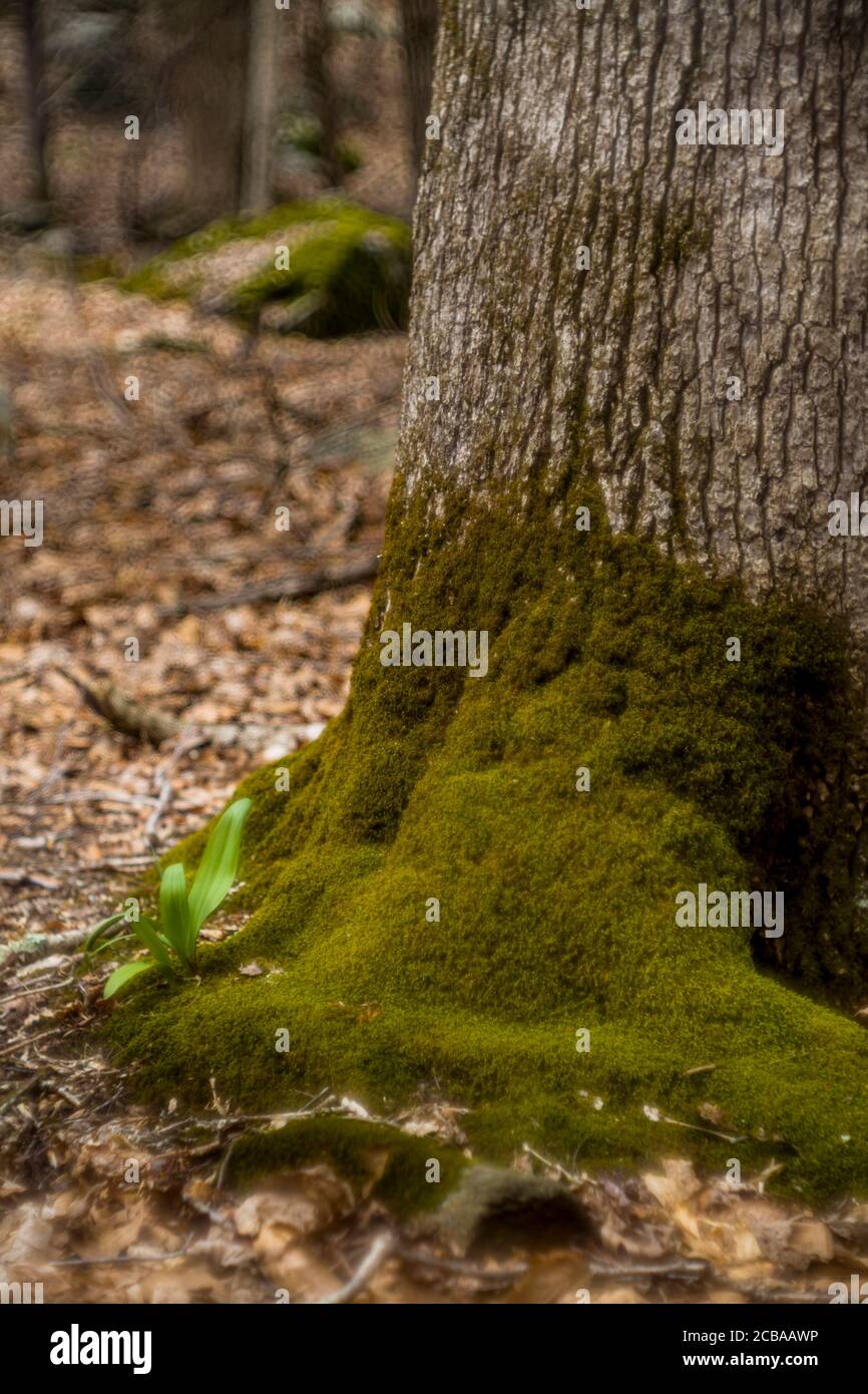 ASPETUCK TALWEG REDDING CONNECTICUT 06896 USA Stockfoto