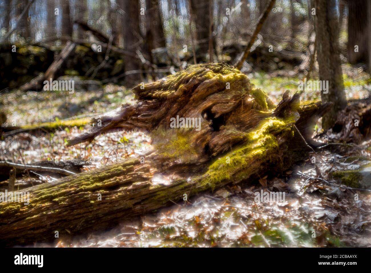 SAUGATUCK FÄLLT NATURGEBIET REDDING CONNECTICUT 06896 Stockfoto