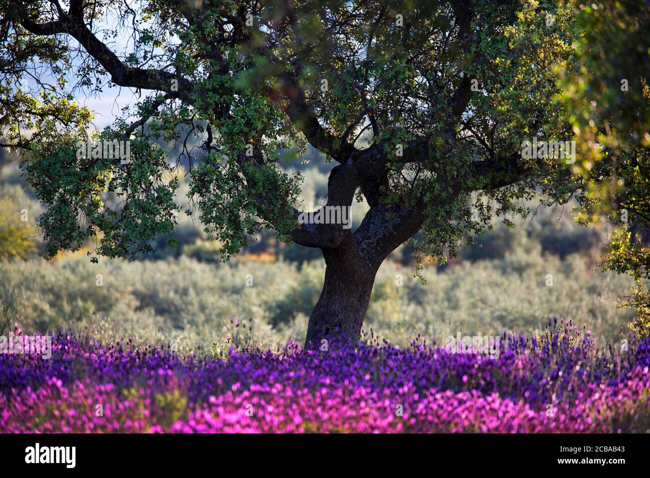 korkeiche (Quercus suber), mit blühendem französischem Lavendel, Lavandula stoechas, Spanien, Extremadura Stockfoto