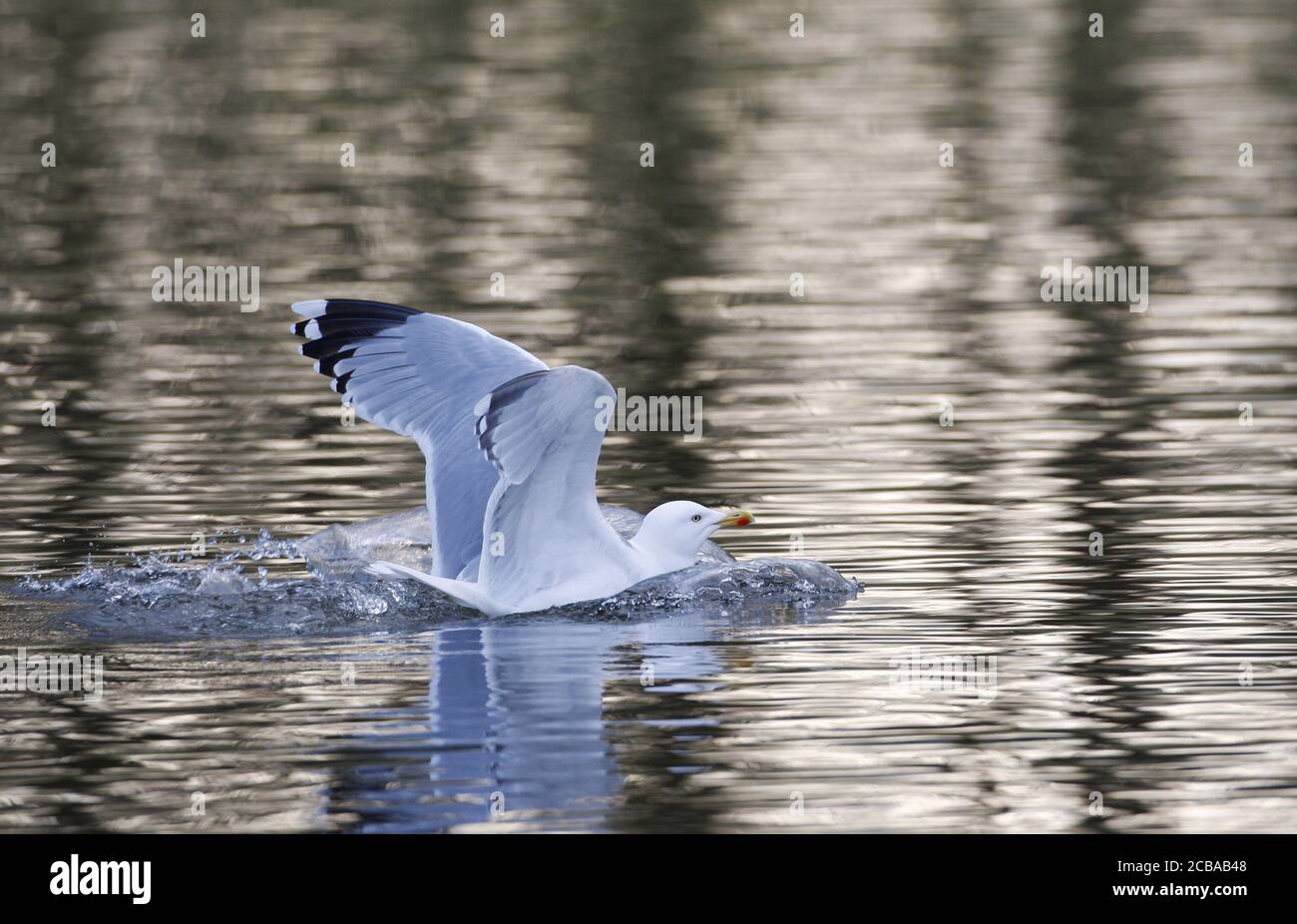 Heringsmöwe (Larus argentatus, Larus argentatus argentatus), Erwachsene Landung auf dem Wasser, typische Flügelmuster, Dänemark Stockfoto