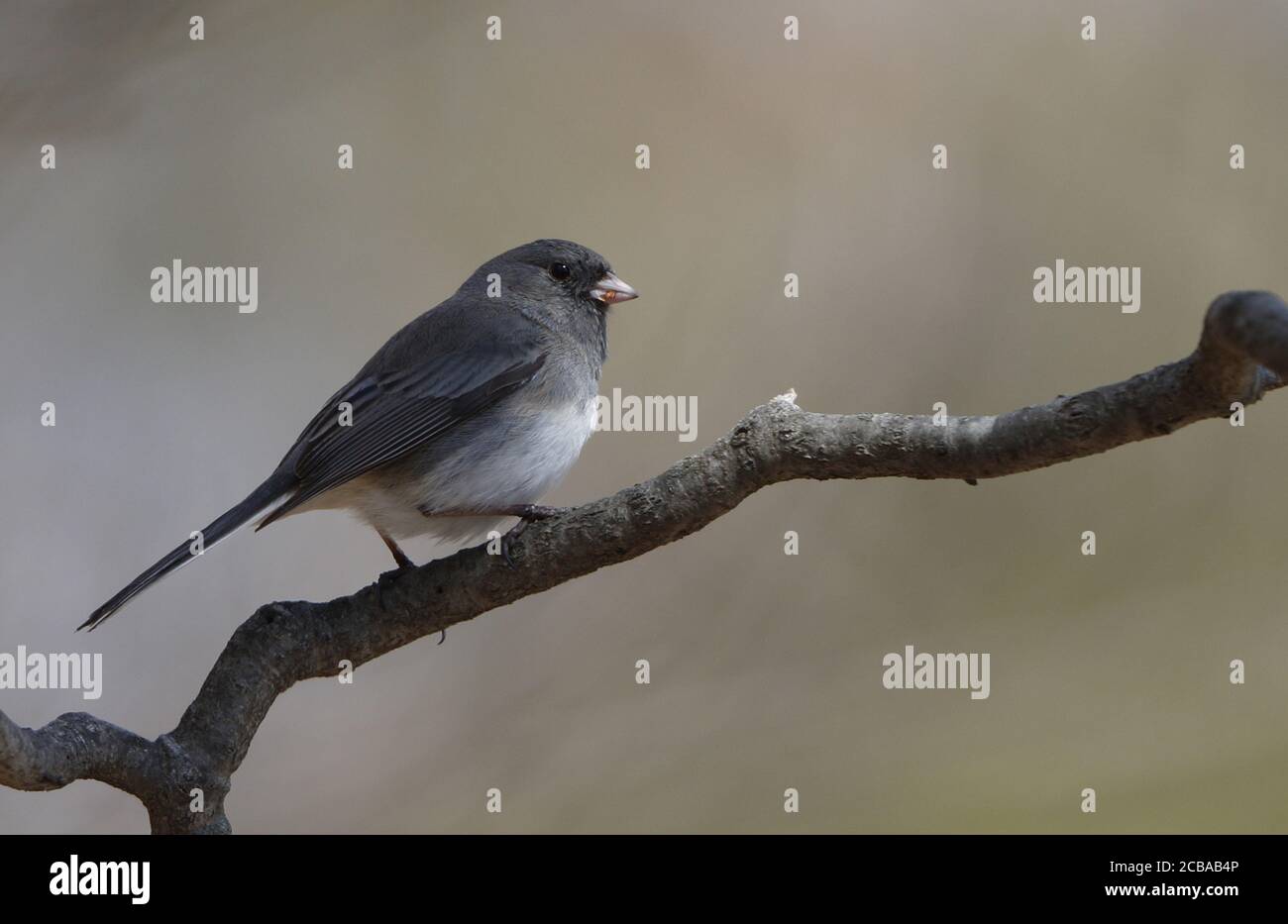 Dunkeläugiger junco (Junco hyemalis, Junco hyemalis hyemalis), männlich auf einem Zweig sitzend, USA, New Jersey, Mahwah Stockfoto
