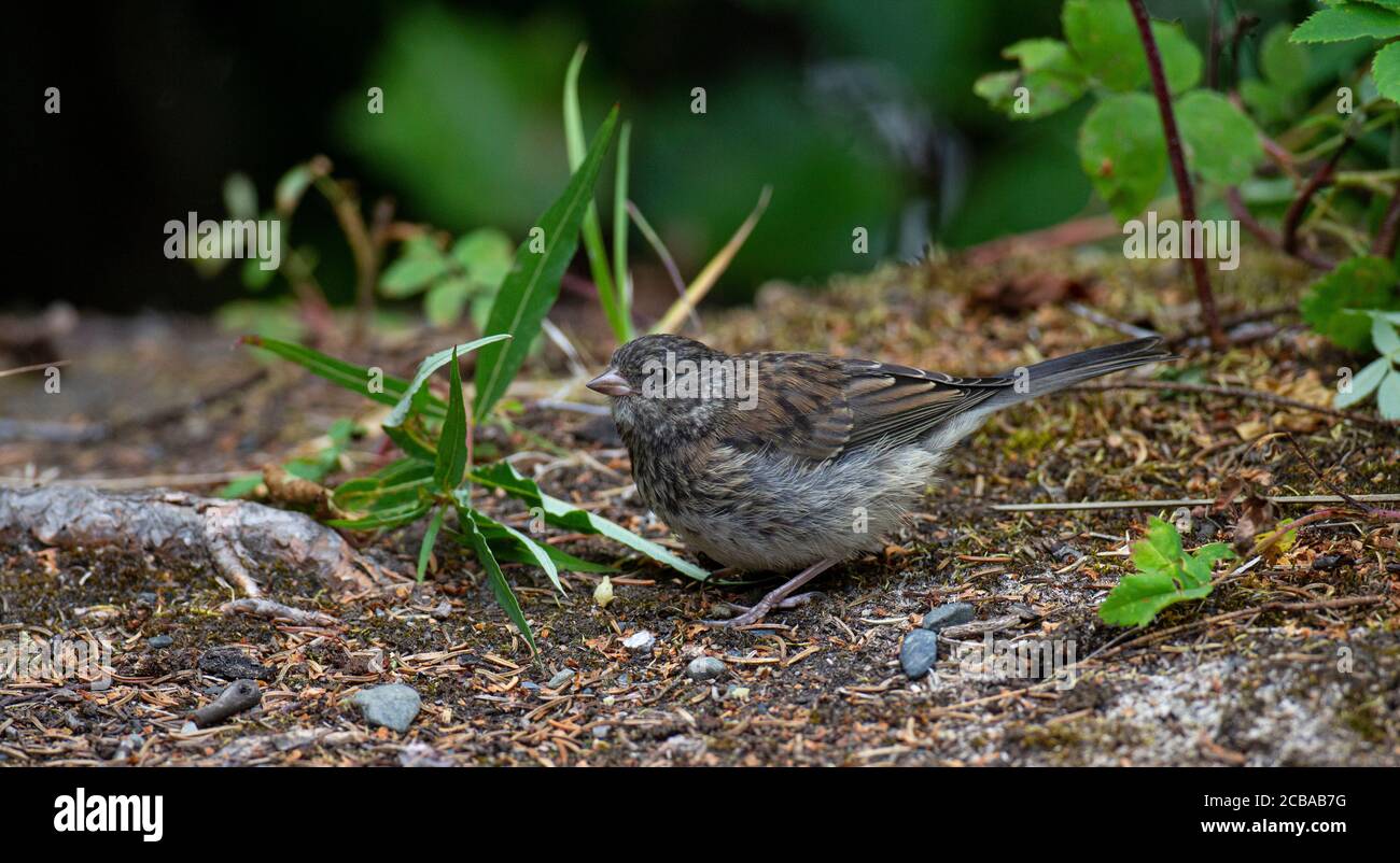 Dunkeläugiger junco (Junco hyemalis), Jugendlicher Dunkeläugiger Junco auf dem Boden, USA, Alaska, Kenai-Halbinsel Stockfoto