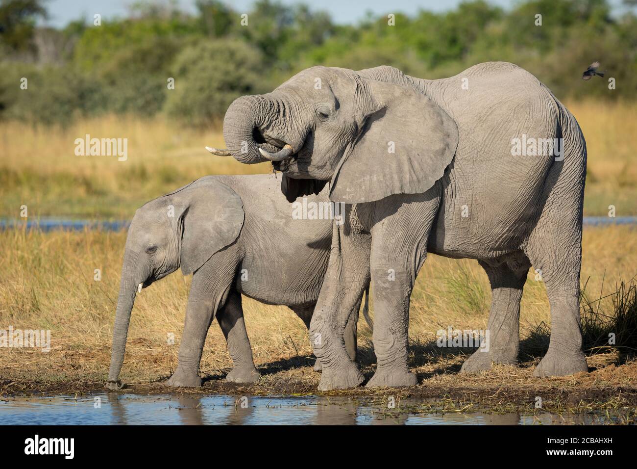 Zwei junge Elefanten stehen am Flussufer und trinken Wasser ein Moremi Okavango Delta Botswana Stockfoto