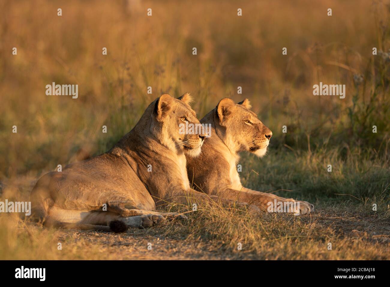 Zwei weibliche Löwin liegen und beobachten den Sonnenuntergang in Khwai Okavango Delta Botswana Stockfoto