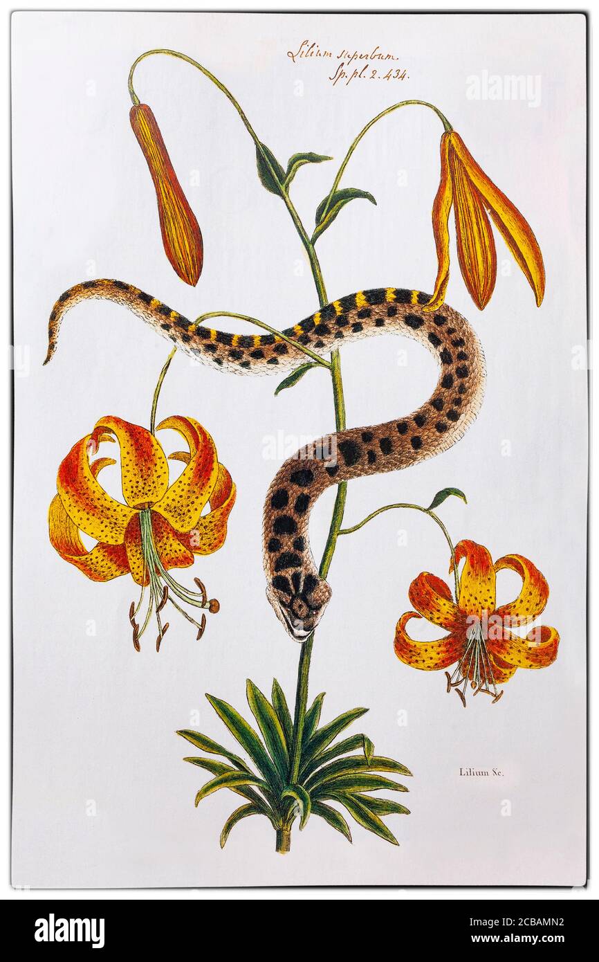 Lilium Superbum (American Tiger Lily) und Hog-Nose Snake, gemalt von William Bartram (1739-1823), einem amerikanischen Naturforscher, Sohn des Naturforschers John Bartram, der 1765 von König George III. Zum Royal Botanist für Nordamerika ernannt wurde. Stockfoto