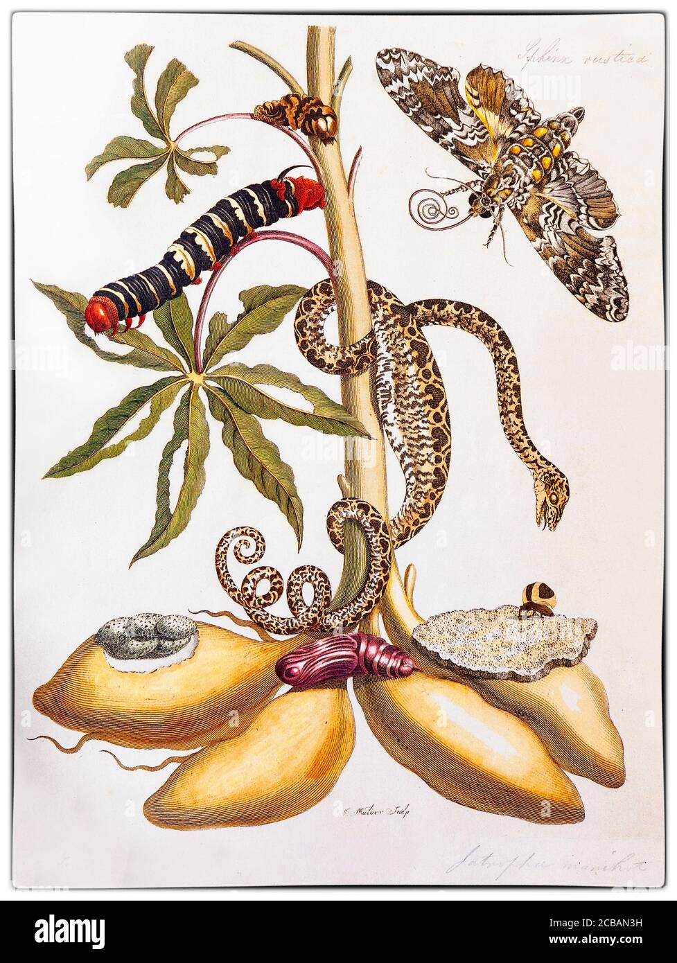 Maria Sibylla Merian (1647-1717) war eine in Deutschland geborene Naturforscherin und wissenschaftliche Illustratorin, eine Nachfahrin des Frankfurter Zweiges der Schweizer Merian-Familie. Merian war einer der ersten europäischen Naturforscher, der Insekten direkt beobachtete. Die Abbildung zeigt Manihot esculenta, allgemein Cassava genannt, einen holzigen Strauch aus Südamerika der Familie der Spurgen, Euphorbiaceae mit einer Schlange und Motte Metamorphose aus dem Künstler "Metamorphosis Insectorum Surinamensium" Stockfoto