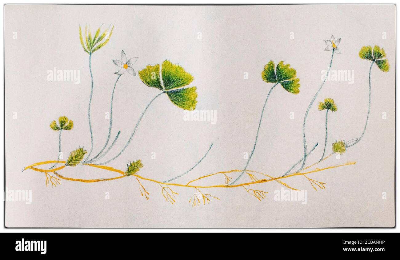 Coptis trifolia, auch bekannt als dreifaltiger Goldfaden, ist eine mehrjährige Pflanze der Gattung Coptis, die zur Familie der Ranunculaceae gehört. Gezeichnet von Helena Sarle (1867–1956), einer amerikanischen Künstlerin, wurde sie 1882 mit fünfzehn Jahren Shaker und trat der Gemeinschaft in Canterbury, New Hampshire, bei. Sie litt unter schlechter Gesundheit und um ihr etwas Beschäftigung zu verschaffen, bat der ältere Shaker sie, einheimische Pflanzen für die Erstellung eines Lehrbuchs zu illustrieren, das in der Dorfschule verwendet werden sollte. Trotz keiner künstlerischen Ausbildung produzierte sie über 180 Zeichnungen und später zwei botanische Bücher. Stockfoto