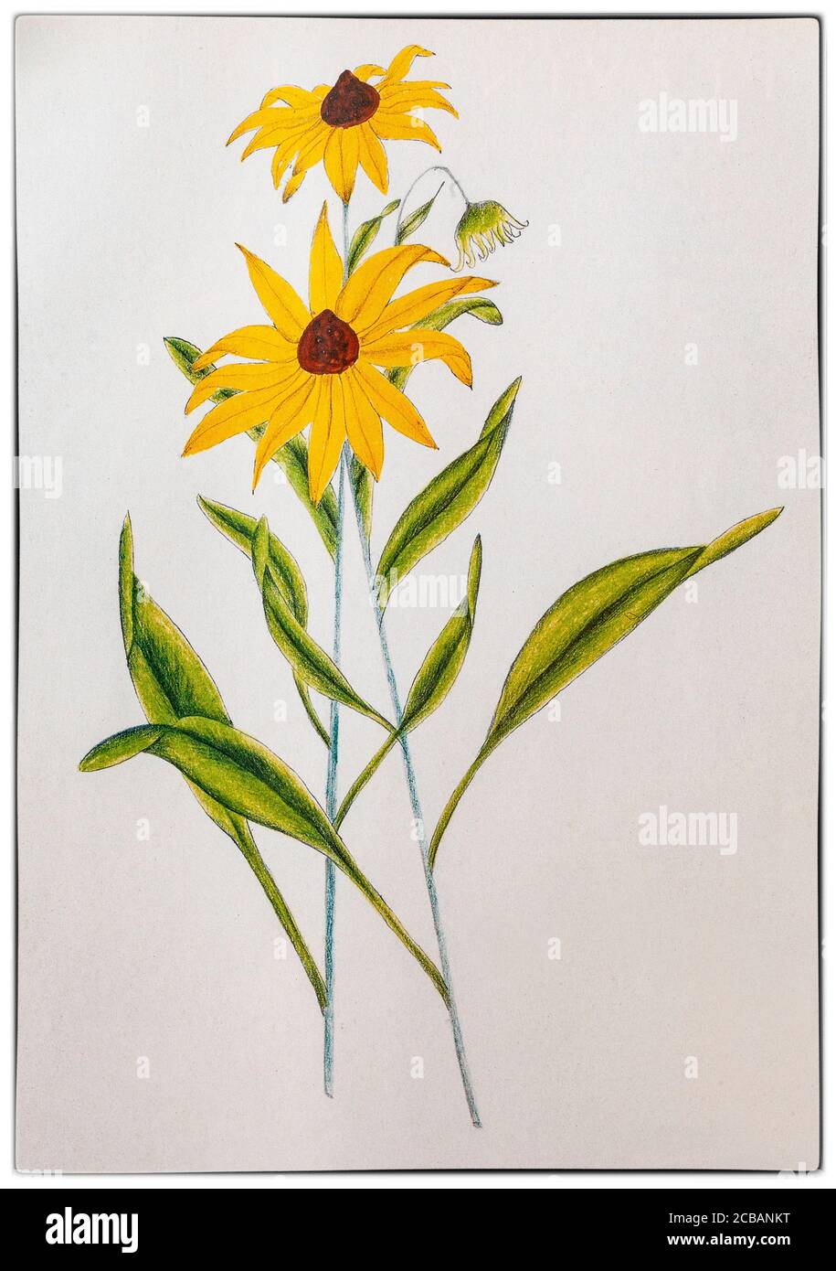 Rudbeckia laciniata, Coaka coneflower, ist eine Art der Aster-Familie (Asteraceae), die in Nordamerika beheimatet ist. Gezeichnet von Helena Sarle (1867–1956), einer amerikanischen Künstlerin, wurde sie 1882 mit fünfzehn Jahren Shaker und trat der Gemeinschaft in Canterbury, New Hampshire, bei. Sie litt unter schlechter Gesundheit und um ihr etwas Beschäftigung zu verschaffen, bat der ältere Shaker sie, einheimische Pflanzen für die Erstellung eines Lehrbuchs zu illustrieren, das in der Dorfschule verwendet werden sollte. Trotz keiner künstlerischen Ausbildung produzierte sie über 180 Zeichnungen und später zwei botanische Bücher. Stockfoto