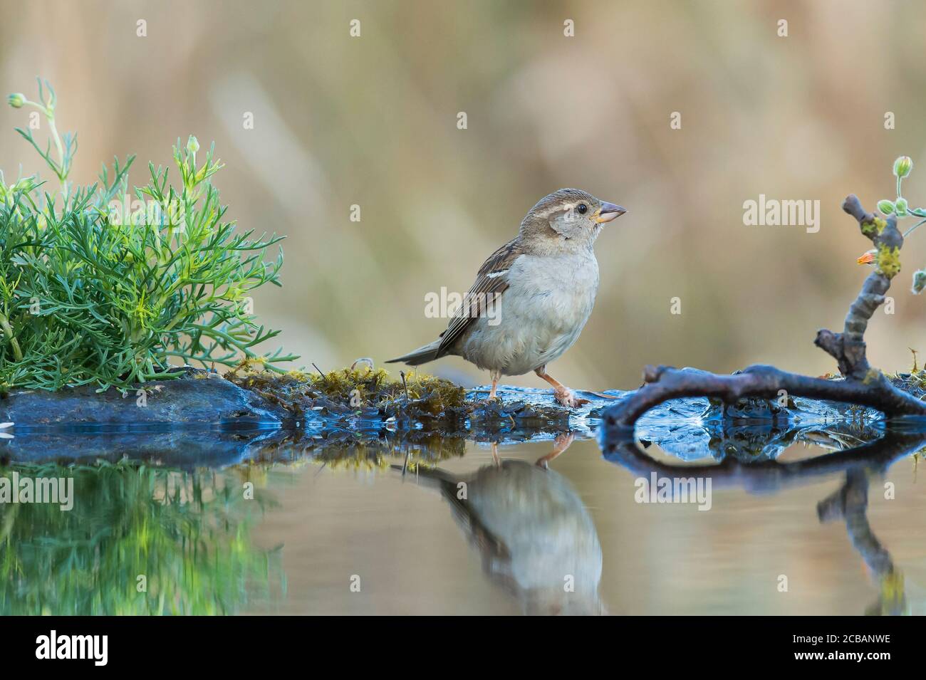 Passer domesticus. Der Haussperling´s ein Vogelkomun in der Welt, verbunden mit menschlichen Behausung. Stockfoto