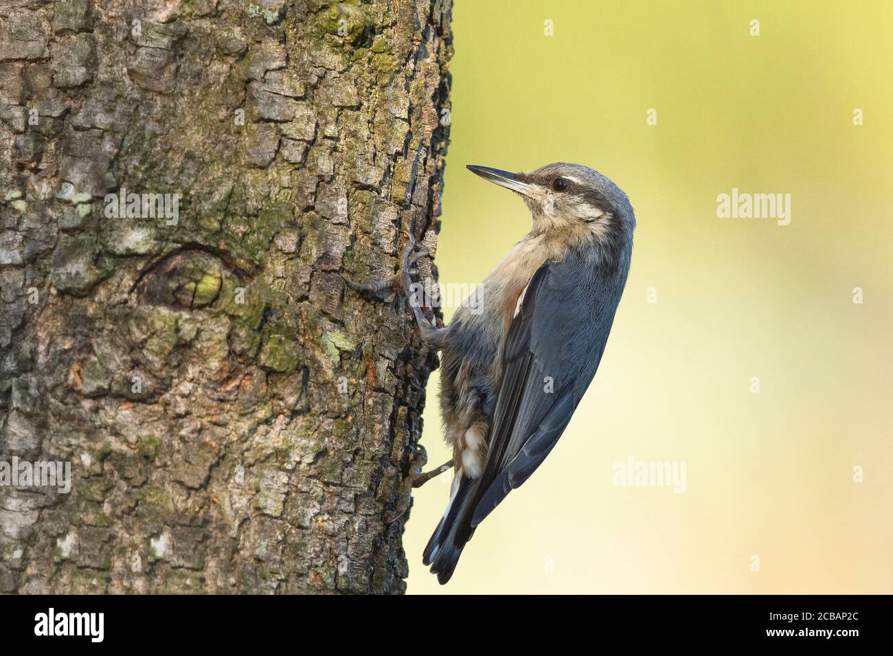 Sitta europaea. Holzkuttern ist ein einzigartiger Vogel, aufgrund seiner Fähigkeit, durch Baumstämme abzusteigen. Stockfoto