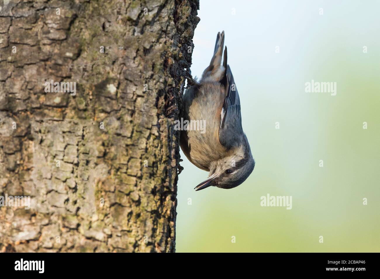 Sitta europaea. Holzkuttern ist ein einzigartiger Vogel, aufgrund seiner Fähigkeit, durch Baumstämme abzusteigen. Stockfoto