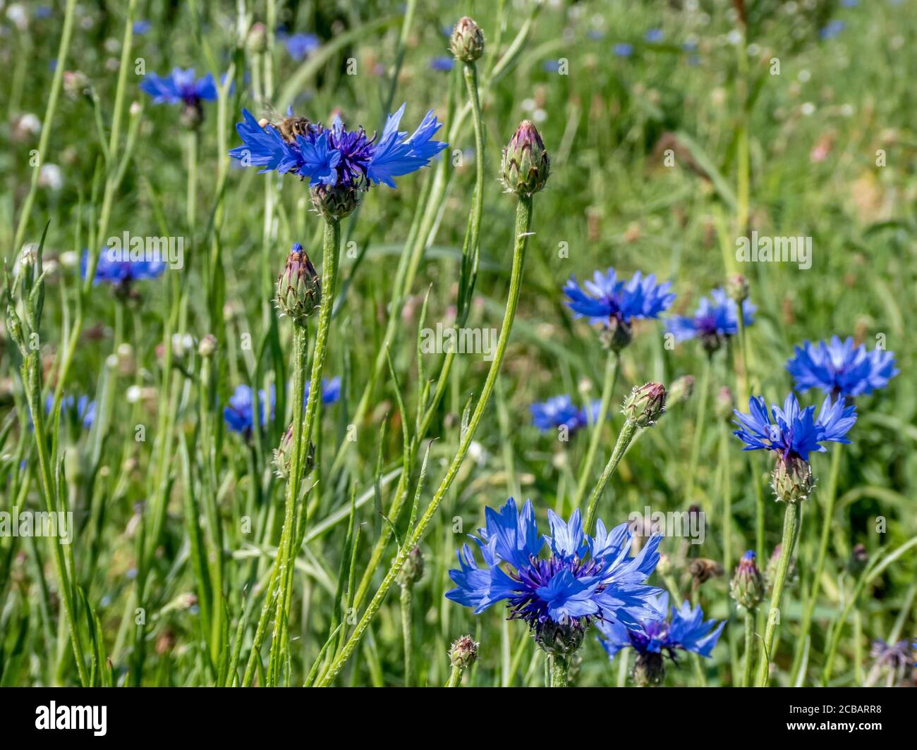 Schöne blaue Kornblumen weht in der Brise auf einem Sommer Tag Stockfoto