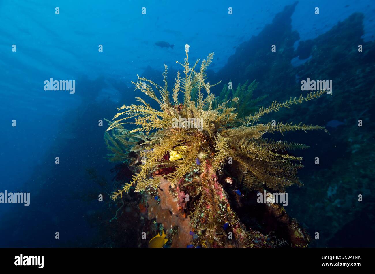 Weiche Korallen, Siphonogorgia godeffroi, wächst auf dem Liberty Wrack, Tulamben, Bali, Indonesien, Indischer Ozean, Bali Meer. Stockfoto