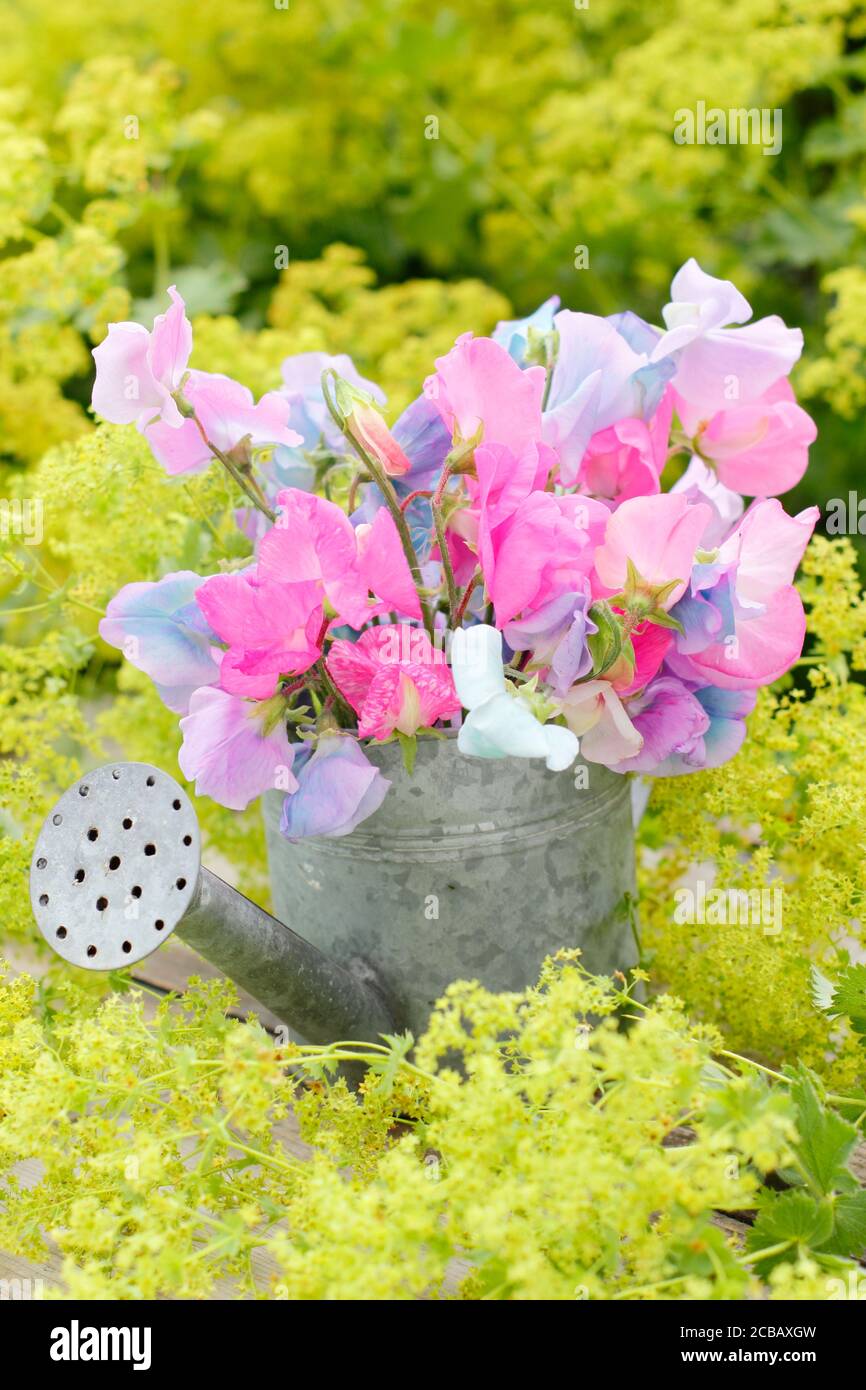 Lathyrus odoratus und Alchemila mollis. Bündel von süßen Erbsenblumen in kleinen Bewässerung kann als Vase gegen Lady's Mantel auf Gartentisch verwendet. Stockfoto