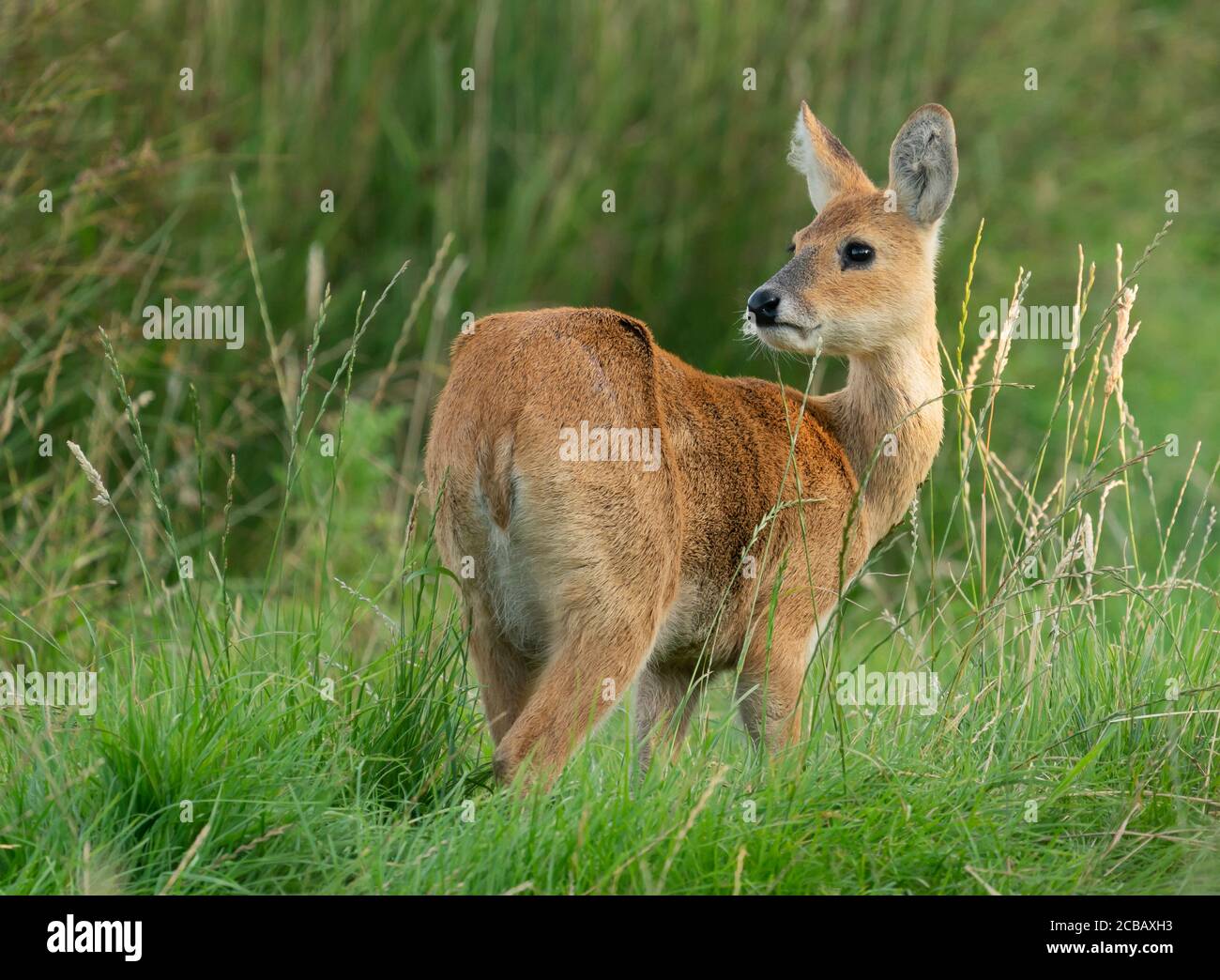 Eine weibliche chinesische Wasserhirse (Hydropotes inermis) auf Norfolk Grasland Stockfoto