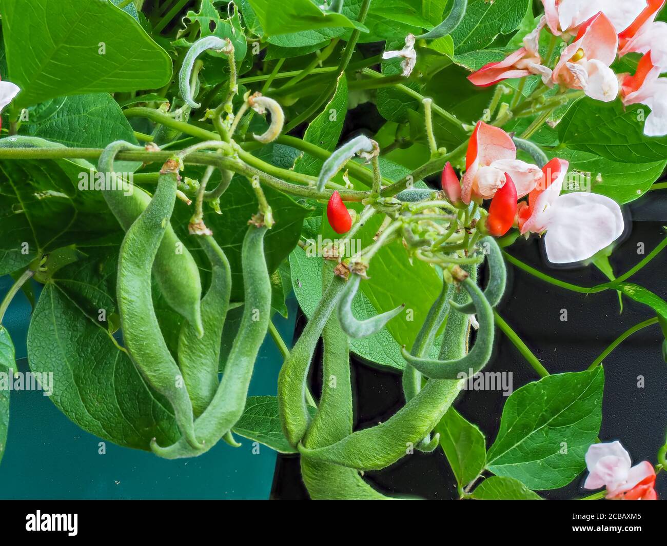 Rote und weiße Blüten und sich entwickelnde Bohnen auf einer Zwergläufer-Bohnenpflanze, Sorte Hestia Stockfoto