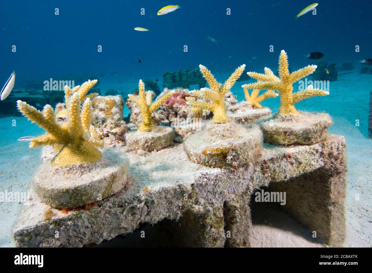 Staghorn Coral wächst in einer Unterwasser-Gärtnerei für die Verlegung zu einem beschädigten Riffgelände in Key Largo, Florida Keys, USA Stockfoto