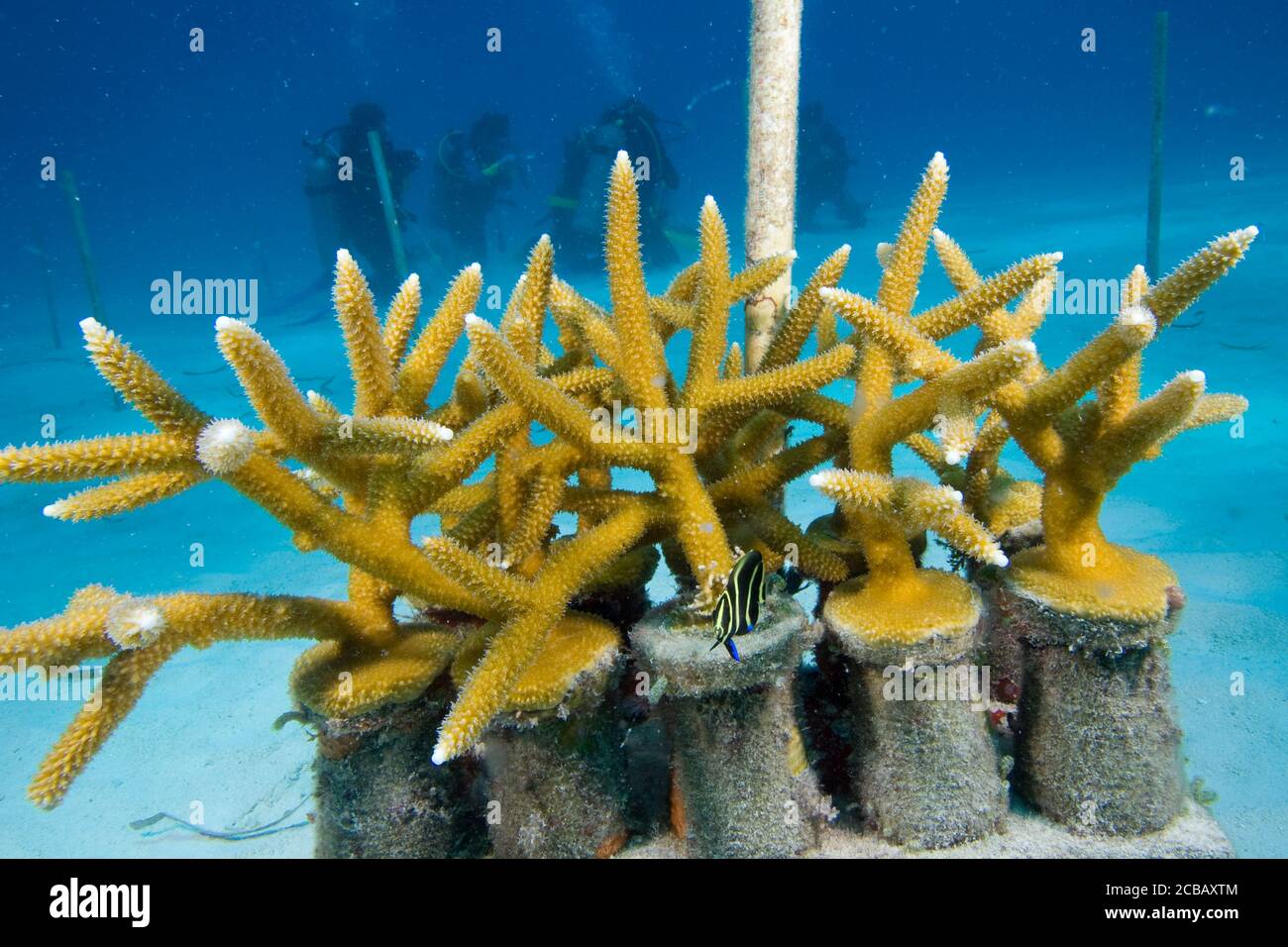 Staghorn Koralle wächst in der Baumschule 8 Meter tief von Key Largo, Florida bereit für die Verlagerung Verpflanzung Stockfoto