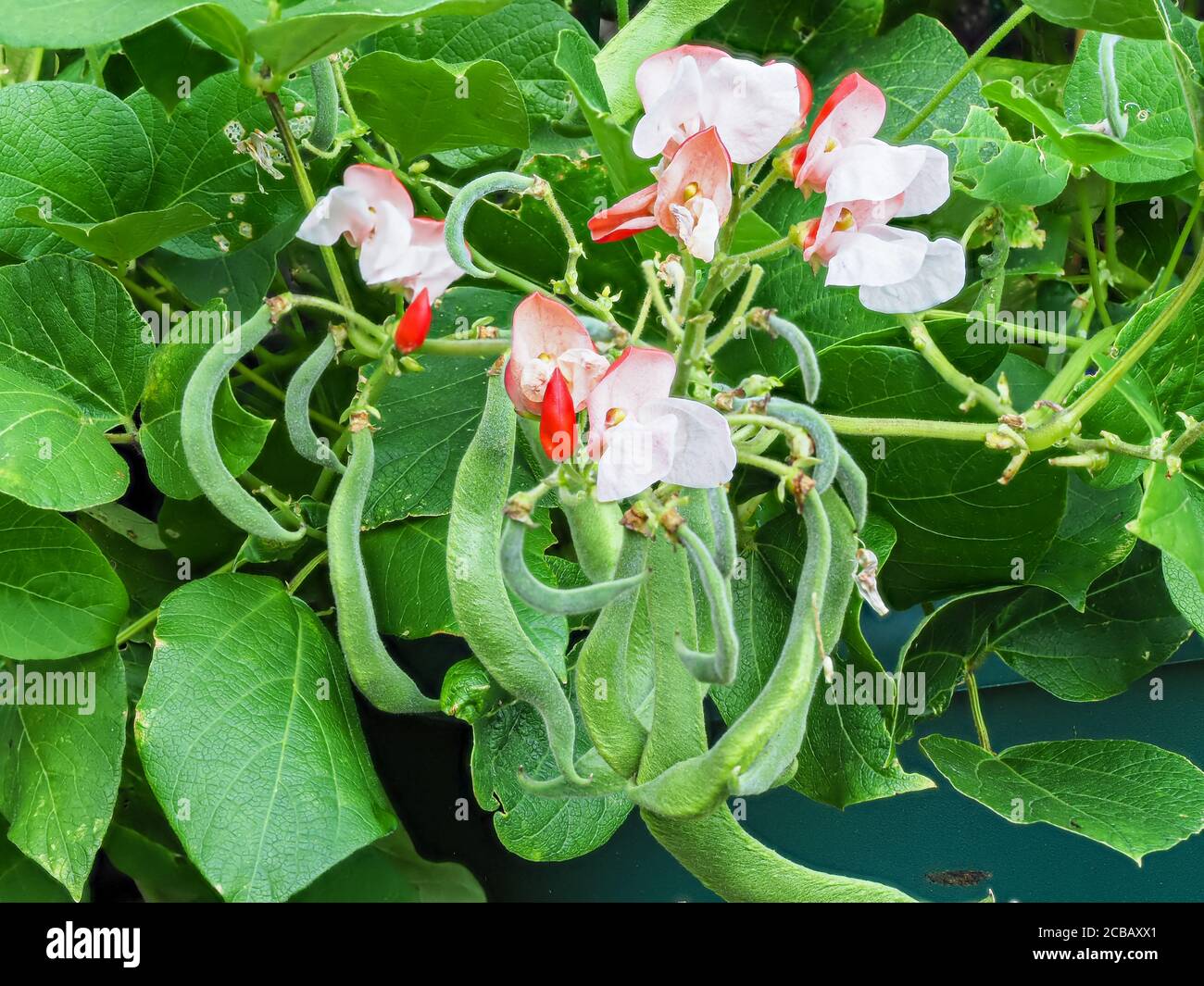 Rote und weiße Blüten und sich entwickelnde Bohnen auf einer Zwergläufer-Bohnenpflanze, Sorte Hestia Stockfoto