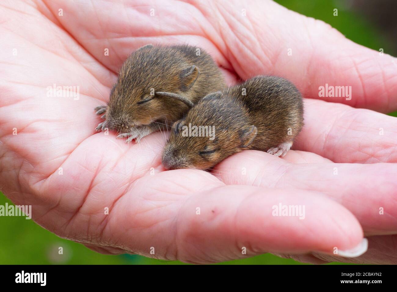 Baby-Mäuse in der Handfläche Stockfoto